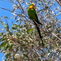 Polytelis swainsonii at Splitters Creek, NSW - suppressed