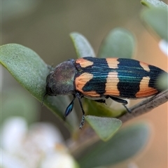 Castiarina sexplagiata (Jewel beetle) at Holder, ACT - 28 Nov 2024 by Miranda