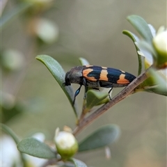 Castiarina sexplagiata at Holder, ACT - 28 Nov 2024 12:55 PM