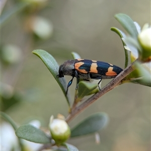 Castiarina sexplagiata at Holder, ACT - 28 Nov 2024 12:55 PM