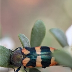 Castiarina sexplagiata at Holder, ACT - 28 Nov 2024 12:55 PM