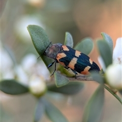 Castiarina sexplagiata at Holder, ACT - 28 Nov 2024 12:55 PM