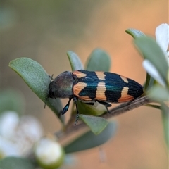 Castiarina sexplagiata at Holder, ACT - 28 Nov 2024 12:55 PM