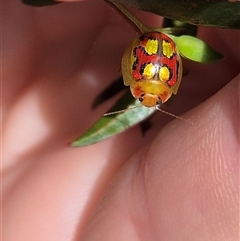 Paropsisterna gloriosa (Glorious eucalyptus leaf beetle) at Monga, NSW - 28 Nov 2024 by clarehoneydove