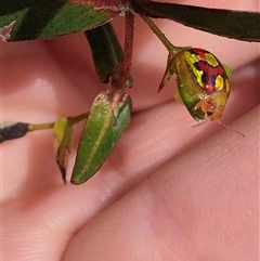 Paropsisterna gloriosa at Monga, NSW - 28 Nov 2024 04:01 PM