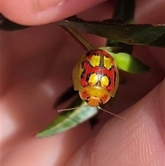 Paropsisterna gloriosa at Monga, NSW - 28 Nov 2024 04:01 PM