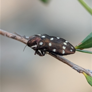 Diphucrania duodecimmaculata at Holder, ACT - 28 Nov 2024 12:57 PM