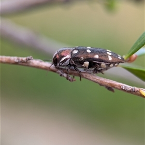 Diphucrania duodecimmaculata at Holder, ACT - 28 Nov 2024 12:57 PM