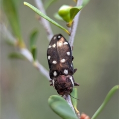 Diphucrania duodecimmaculata at Holder, ACT - 28 Nov 2024 12:57 PM