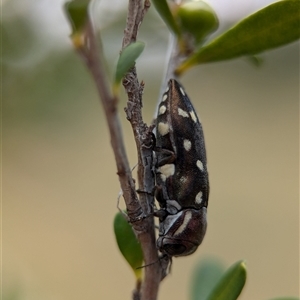 Diphucrania duodecimmaculata at Holder, ACT - 28 Nov 2024 12:57 PM