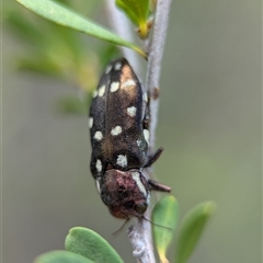 Diphucrania duodecimmaculata at Holder, ACT - 28 Nov 2024 12:57 PM