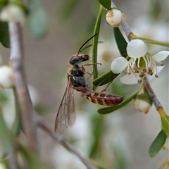 Agriomyia sp. (genus) (Yellow flower wasp) at Holder, ACT - 28 Nov 2024 by Miranda