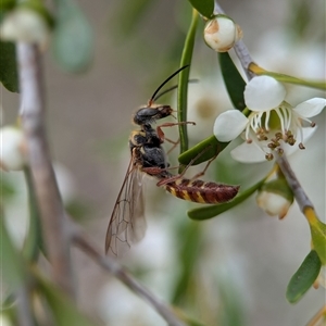 Agriomyia sp. (genus) at Holder, ACT - 28 Nov 2024