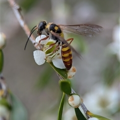 Agriomyia sp. (genus) at Holder, ACT - 28 Nov 2024