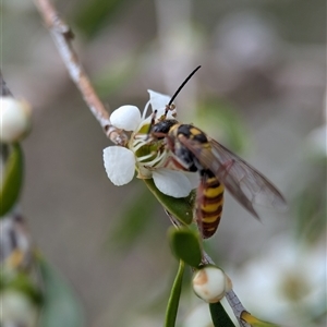 Agriomyia sp. (genus) at Holder, ACT - 28 Nov 2024