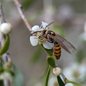 Agriomyia sp. (genus) at Holder, ACT - 28 Nov 2024