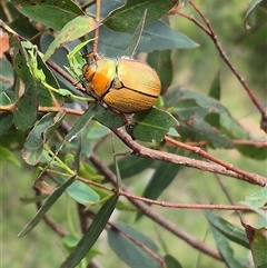 Anoplognathus sp. (genus) at Monga, NSW - 28 Nov 2024