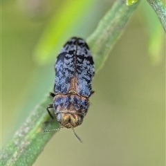 Diphucrania trimentula (Jewel beetle) at Holder, ACT - 28 Nov 2024 by Miranda