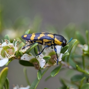 Castiarina octospilota at Holder, ACT - 28 Nov 2024