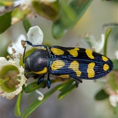 Castiarina octospilota at Holder, ACT - 28 Nov 2024 01:16 PM