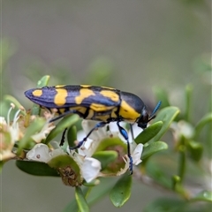 Castiarina octospilota at Holder, ACT - 28 Nov 2024