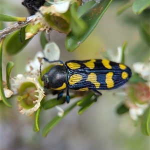 Castiarina octospilota at Holder, ACT - 28 Nov 2024