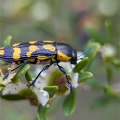 Castiarina octospilota at Holder, ACT - 28 Nov 2024