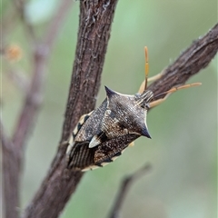 Unidentified True bug (Hemiptera, Heteroptera) at Holder, ACT - 28 Nov 2024 by Miranda