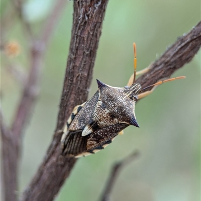 Unidentified True bug (Hemiptera, Heteroptera) at Holder, ACT - 28 Nov 2024 by Miranda