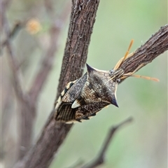 Oechalia schellenbergii at Holder, ACT - 28 Nov 2024 01:12 PM