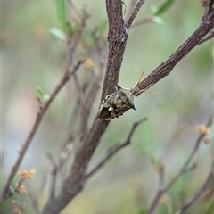 Oechalia schellenbergii at Holder, ACT - 28 Nov 2024 01:12 PM