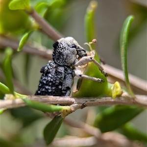 Aades cultratus (Weevil) at Coombs, ACT by Miranda