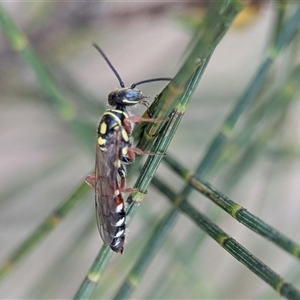 Aeolothynnus sp. (genus) at Holder, ACT - 28 Nov 2024