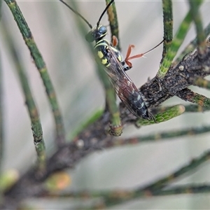 Aeolothynnus sp. (genus) at Holder, ACT - 28 Nov 2024