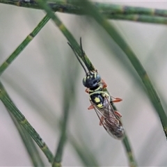 Aeolothynnus sp. (genus) at Holder, ACT - 28 Nov 2024