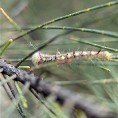 Lasiocampidae (family) immature (Lappet & Snout Moths) at Holder, ACT - 28 Nov 2024 by Miranda