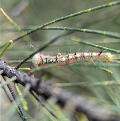 Lasiocampidae (family) IMMATURE (ALappet or Snout Moth (Lasiocampidae) at Holder, ACT - 28 Nov 2024 by Miranda