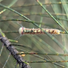 Lasiocampidae (family) immature at Holder, ACT - 28 Nov 2024 01:31 PM