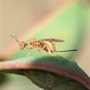 Megastigmus sp. (genus) (Parasitic wasp) at Holder, ACT by Miranda