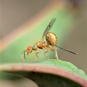 Megastigmus sp. (genus) at Holder, ACT - 28 Nov 2024