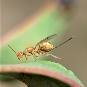 Megastigmus sp. (genus) at Holder, ACT - 28 Nov 2024