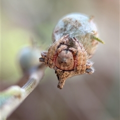 Dolophones sp. (genus) (Wrap-around spider) at Holder, ACT - 28 Nov 2024 by Miranda