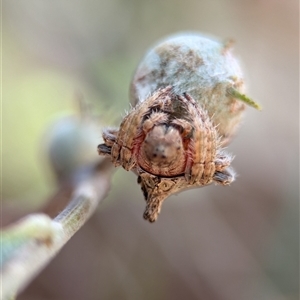 Dolophones sp. (genus) at Holder, ACT - 28 Nov 2024