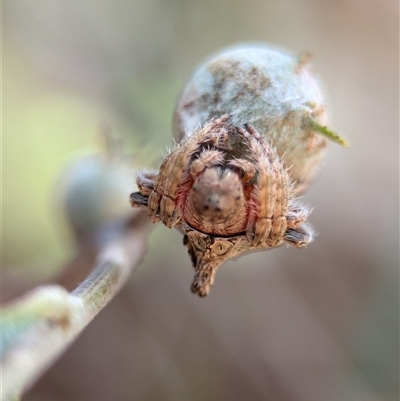 Dolophones sp. (genus) (Wrap-around spider) at Holder, ACT - 28 Nov 2024 by Miranda