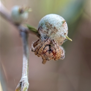 Dolophones sp. (genus) at Holder, ACT - 28 Nov 2024