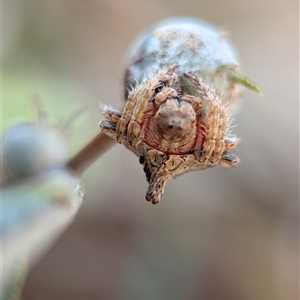 Dolophones sp. (genus) at Holder, ACT - 28 Nov 2024