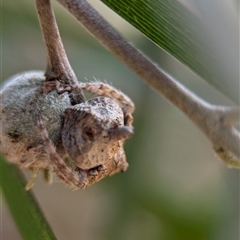 Dolophones sp. (genus) at Holder, ACT - 28 Nov 2024 01:52 PM