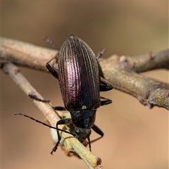 Unidentified Darkling beetle (Tenebrionidae) at Holder, ACT - 28 Nov 2024 by Miranda