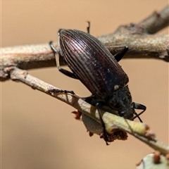 Homotrysis scutellaris at Holder, ACT - 28 Nov 2024 01:54 PM