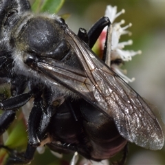Sphex sp. (genus) at Jerrabomberra, NSW - 28 Nov 2024 12:34 PM